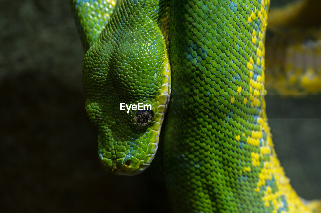 Close-up of green snake