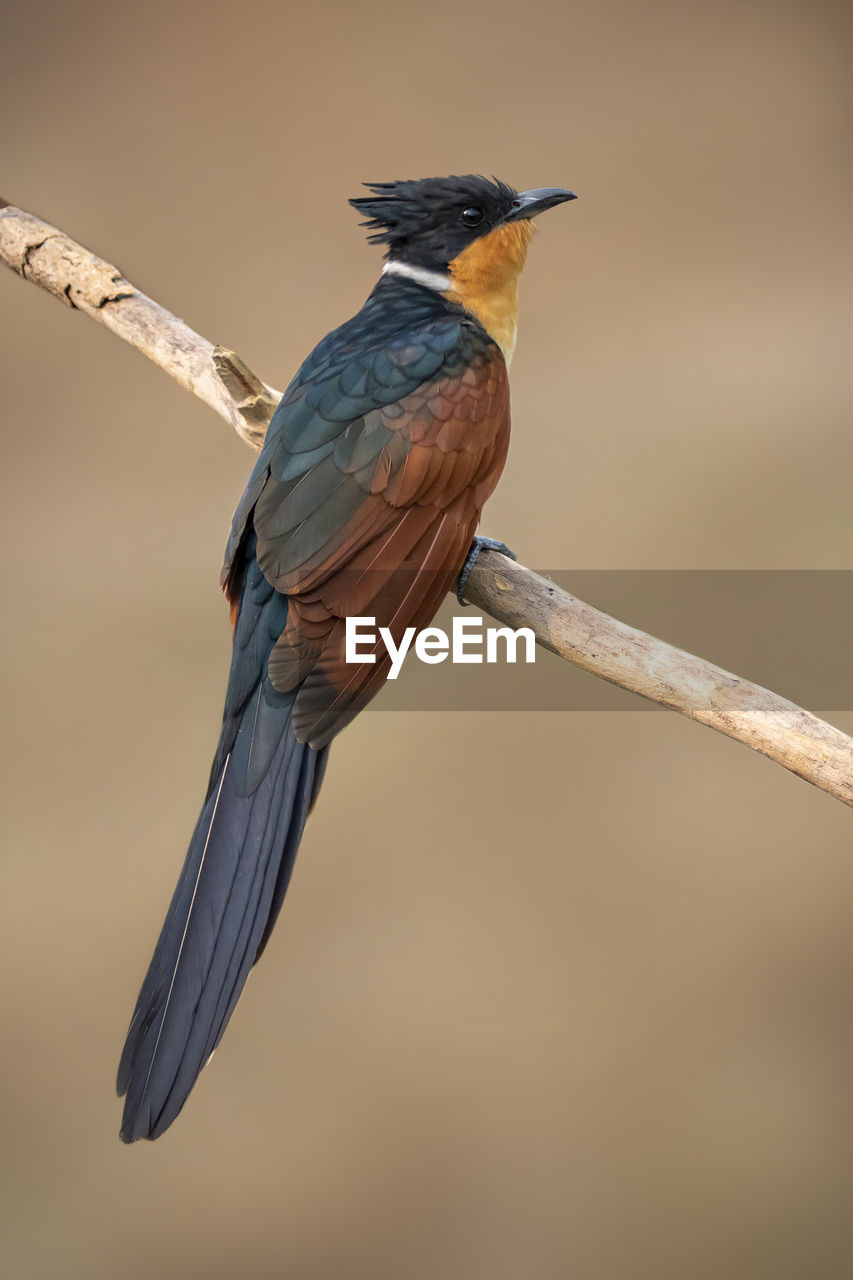 Image of chestnut-winged cuckoo bird  on a branch on nature background. bird. animals.