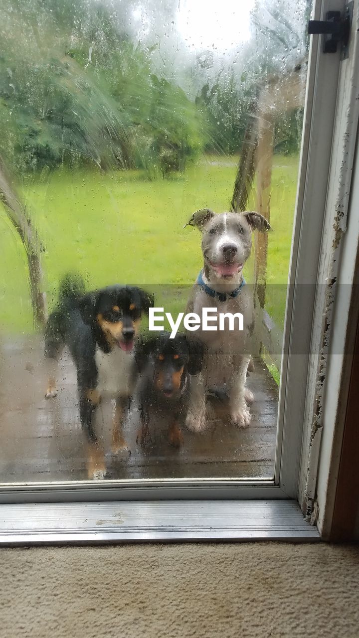 WET DOG LOOKING THROUGH WINDOW