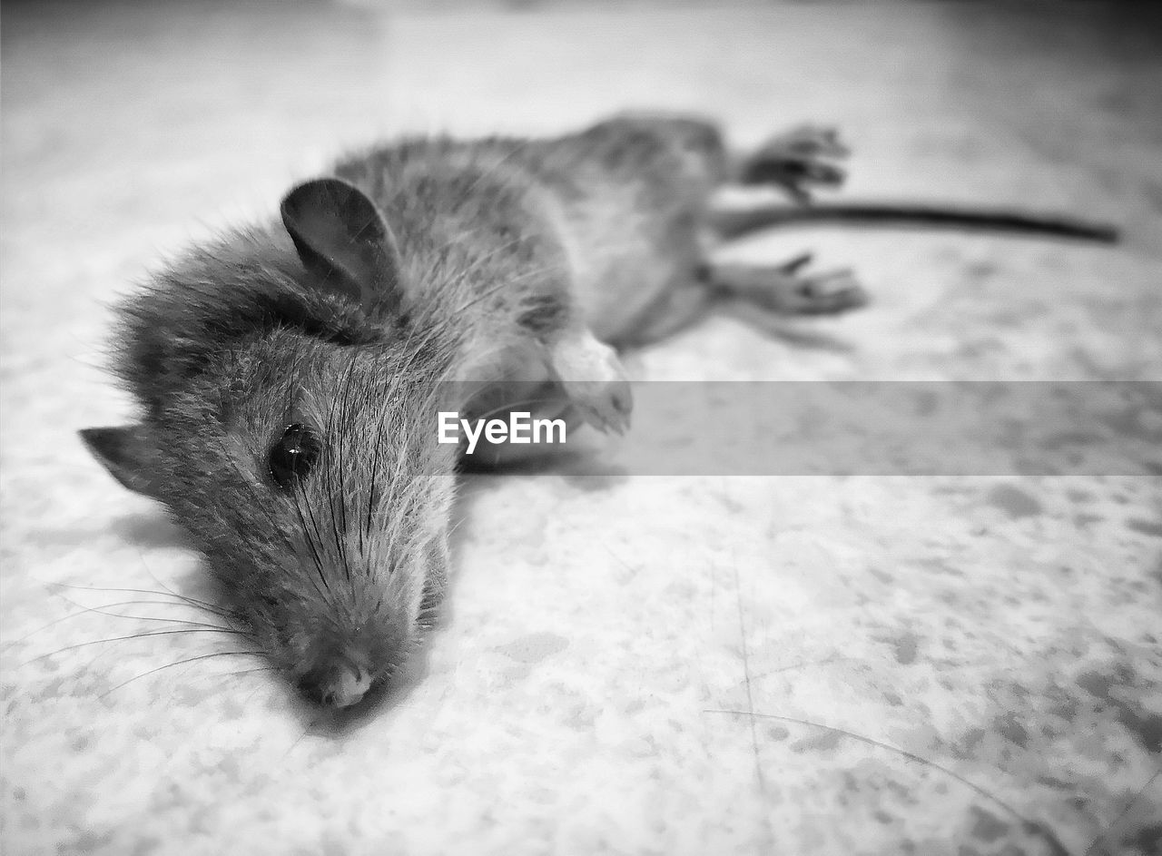 Close-up of a death rat on floor