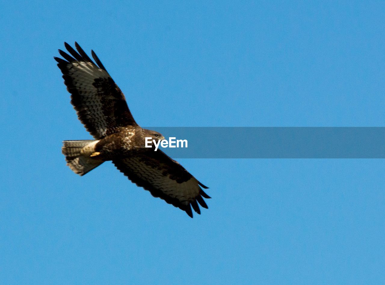 bird, wildlife, animal themes, animal, flying, animal wildlife, bird of prey, one animal, sky, spread wings, eagle, clear sky, animal body part, blue, low angle view, nature, no people, buzzard, bald eagle, beak, vulture, falcon, day, mid-air, copy space, sunny, motion, wing, outdoors, beauty in nature, hawk, full length, animal wing