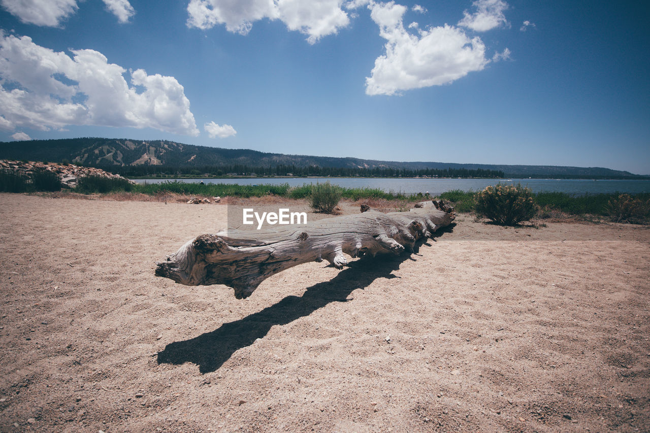 VIEW OF DRIFTWOOD ON LAND AGAINST SKY