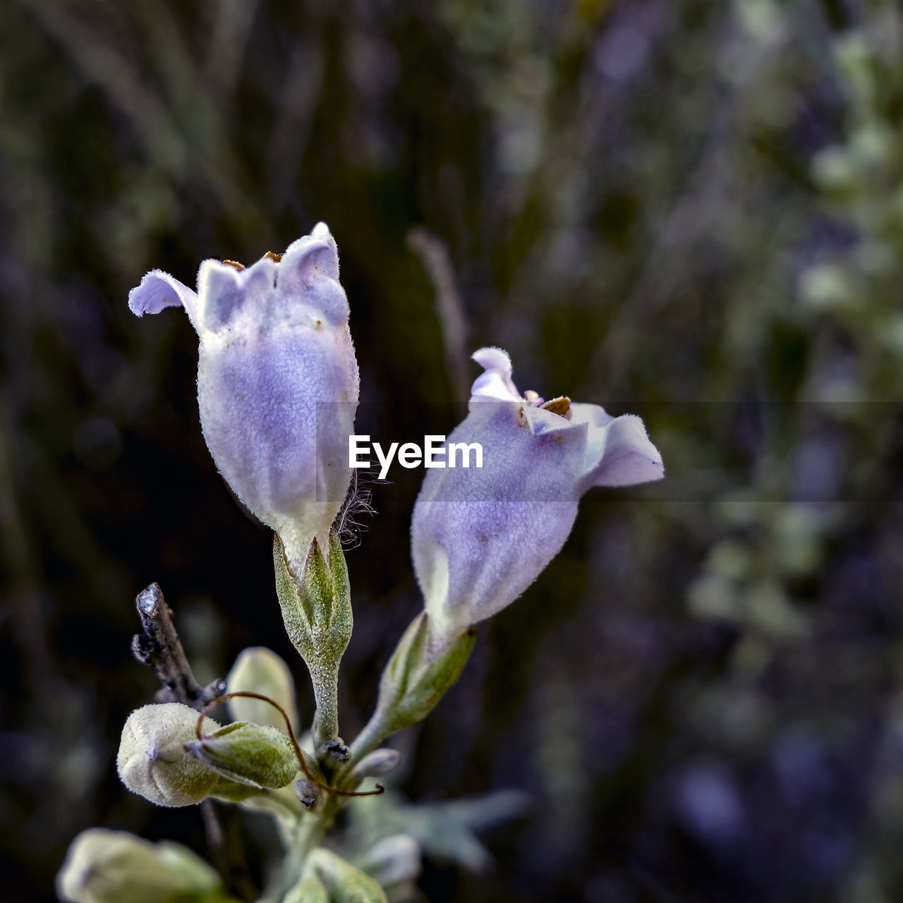 CLOSE-UP OF FLOWER BLOOMING