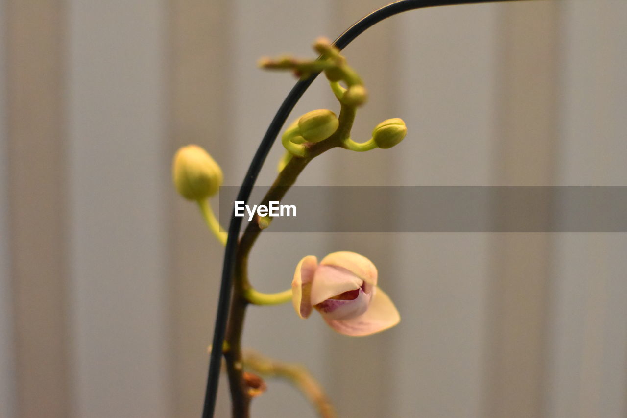 Close-up of flowering plant