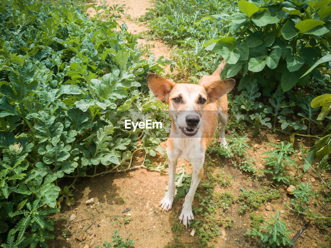HIGH ANGLE PORTRAIT OF A DOG STANDING AGAINST PLANTS