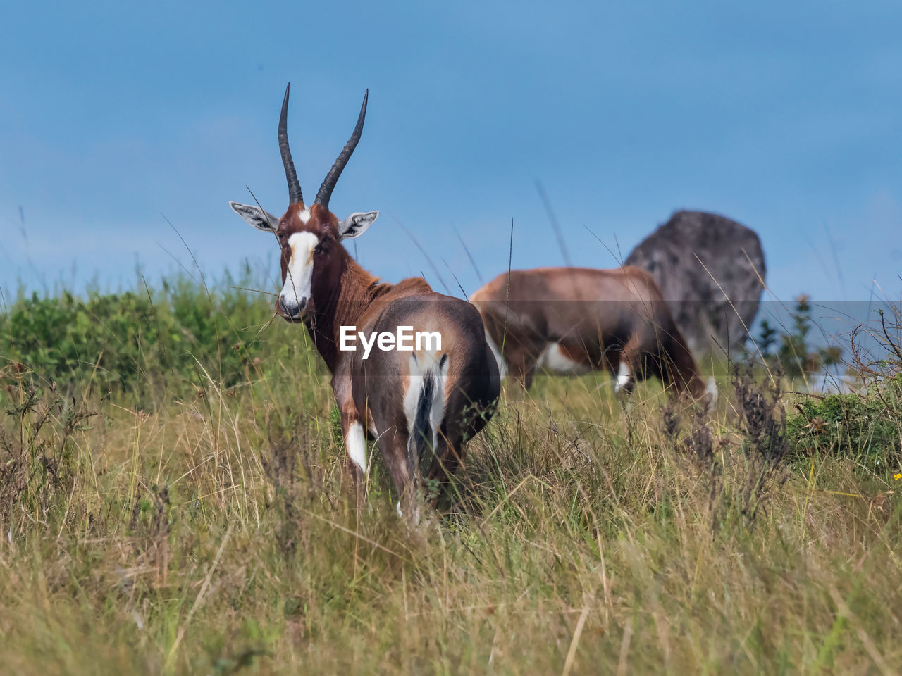 A blesbok looking at the camera while another out of focus one grazes behind