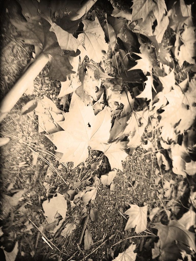 LEAVES ON GROUND