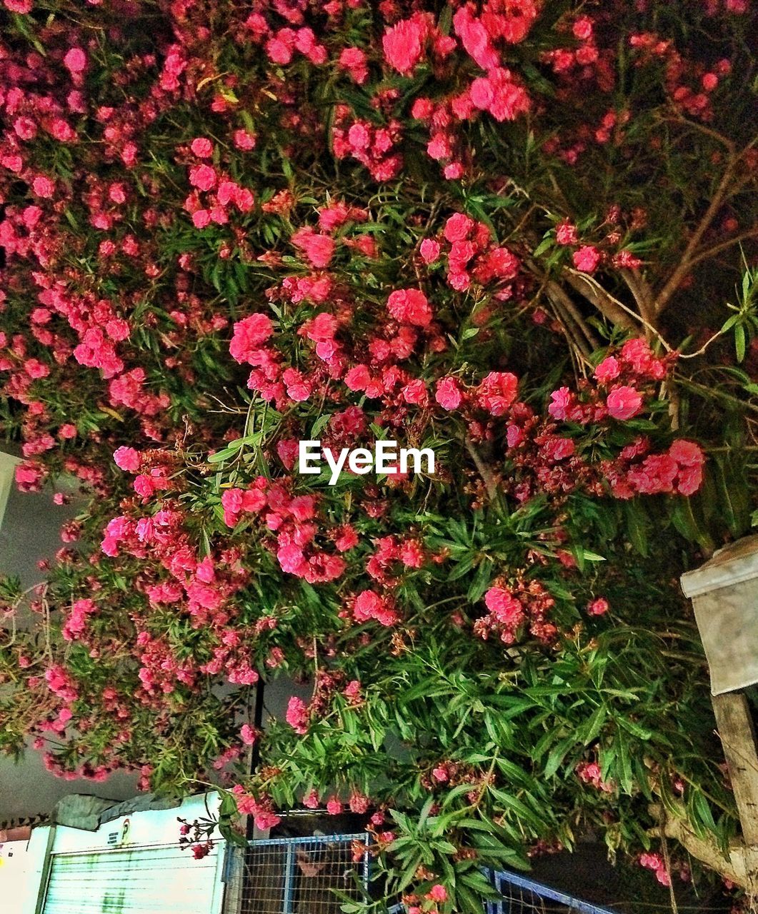 CLOSE-UP OF PINK FLOWERS