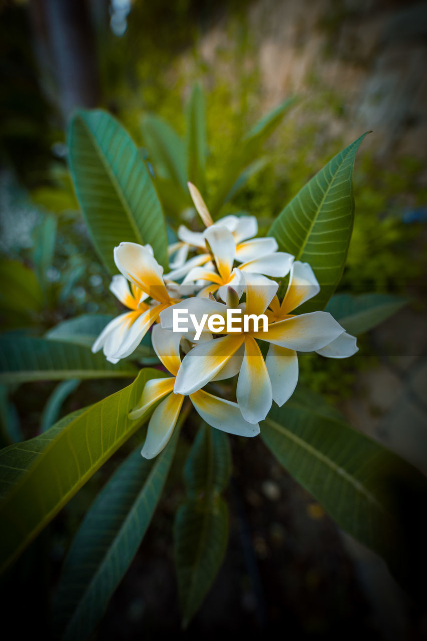 Close-up of yellow flowering plant