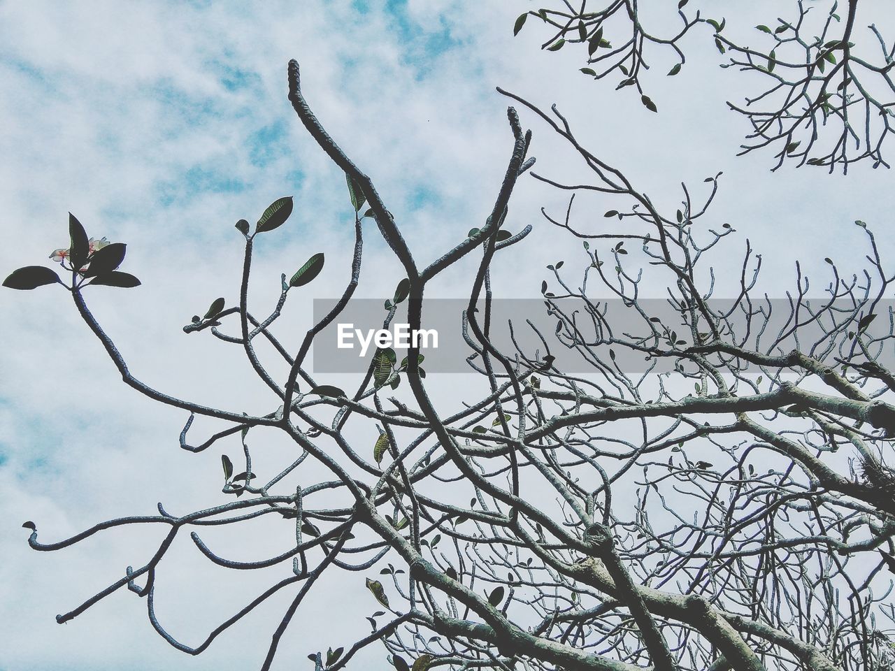LOW ANGLE VIEW OF BIRD FLYING AGAINST BARE TREE