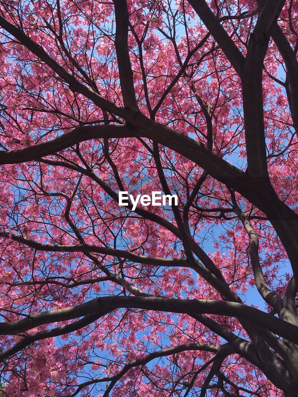 LOW ANGLE VIEW OF BLOOMING TREE