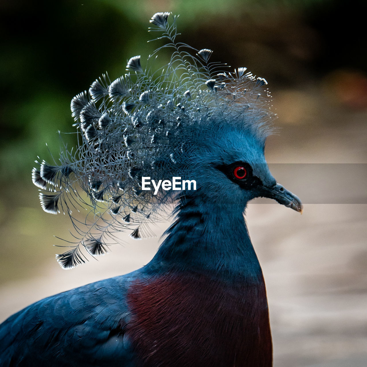 CLOSE-UP OF PEACOCK