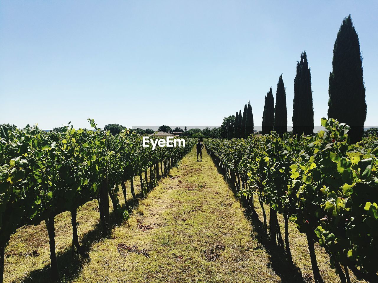 Scenic view of field against clear sky