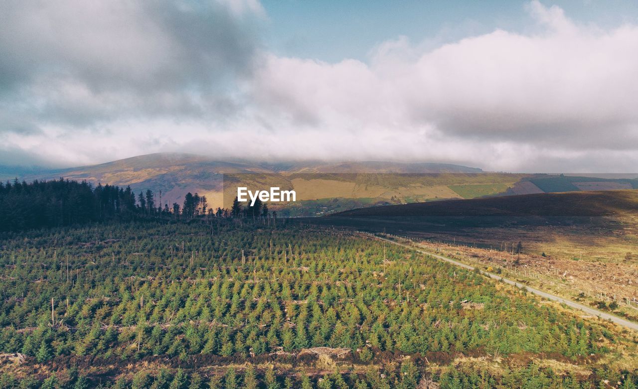 Scenic view of agricultural field against sky