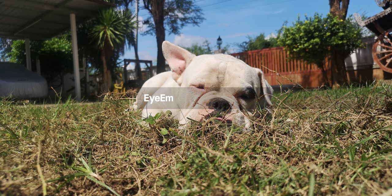 mammal, animal themes, domestic animals, pet, animal, one animal, dog, plant, canine, bulldog, grass, nature, no people, day, relaxation, architecture, tree, sunlight, outdoors, sky, field