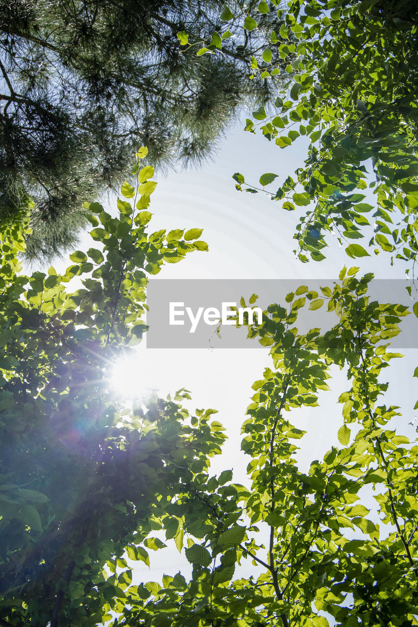 LOW ANGLE VIEW OF SUNLIGHT STREAMING THROUGH TREES AGAINST SKY