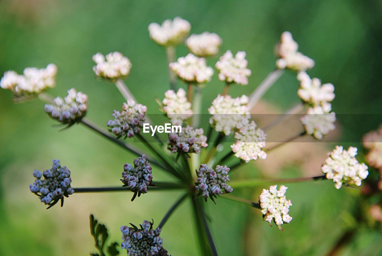 Close-up of purple flowering plants