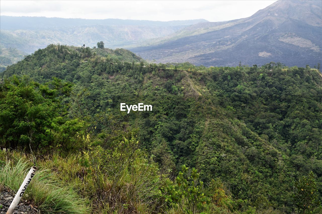 SCENIC VIEW OF FOREST