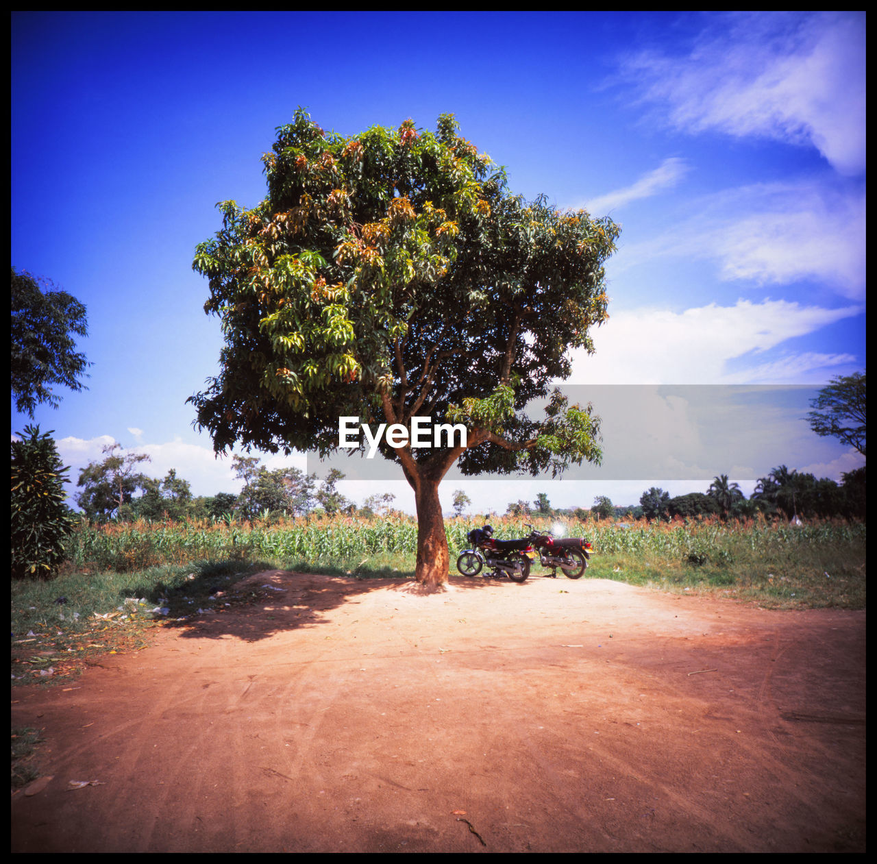 Nature of Uganda Adventure Africa African Cow African Sky African Tree Analogue Photography Bull Bull In Nature Cattle City Colours Cow Cow In Nature Horns Kira Kuh & Co Lomography Nature No People Outdoors Savanna Slide Photography Travel Trip Uganda  The Great Outdoors - 2017 EyeEm Awards