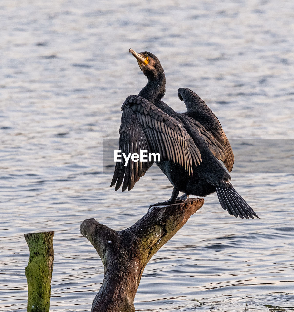 BIRDS PERCHING ON WOODEN POST