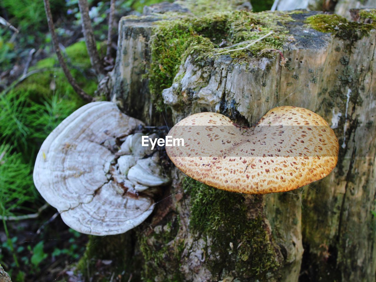 Close-up of mushroom growing on tree stump