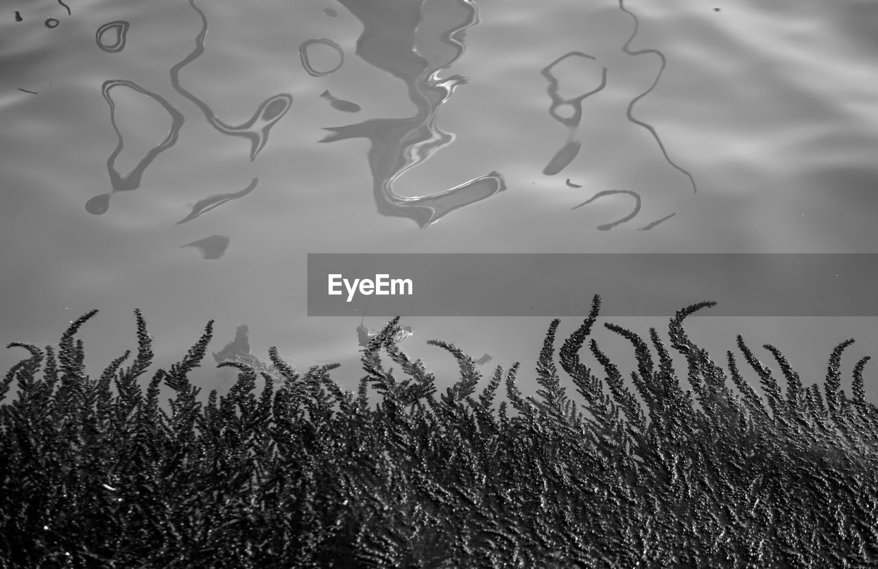 Close-up of plants in lake against sky