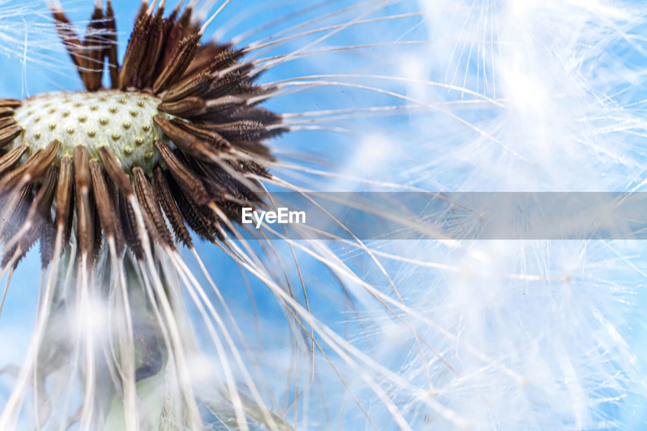 CLOSE-UP OF DANDELION ON PLANT