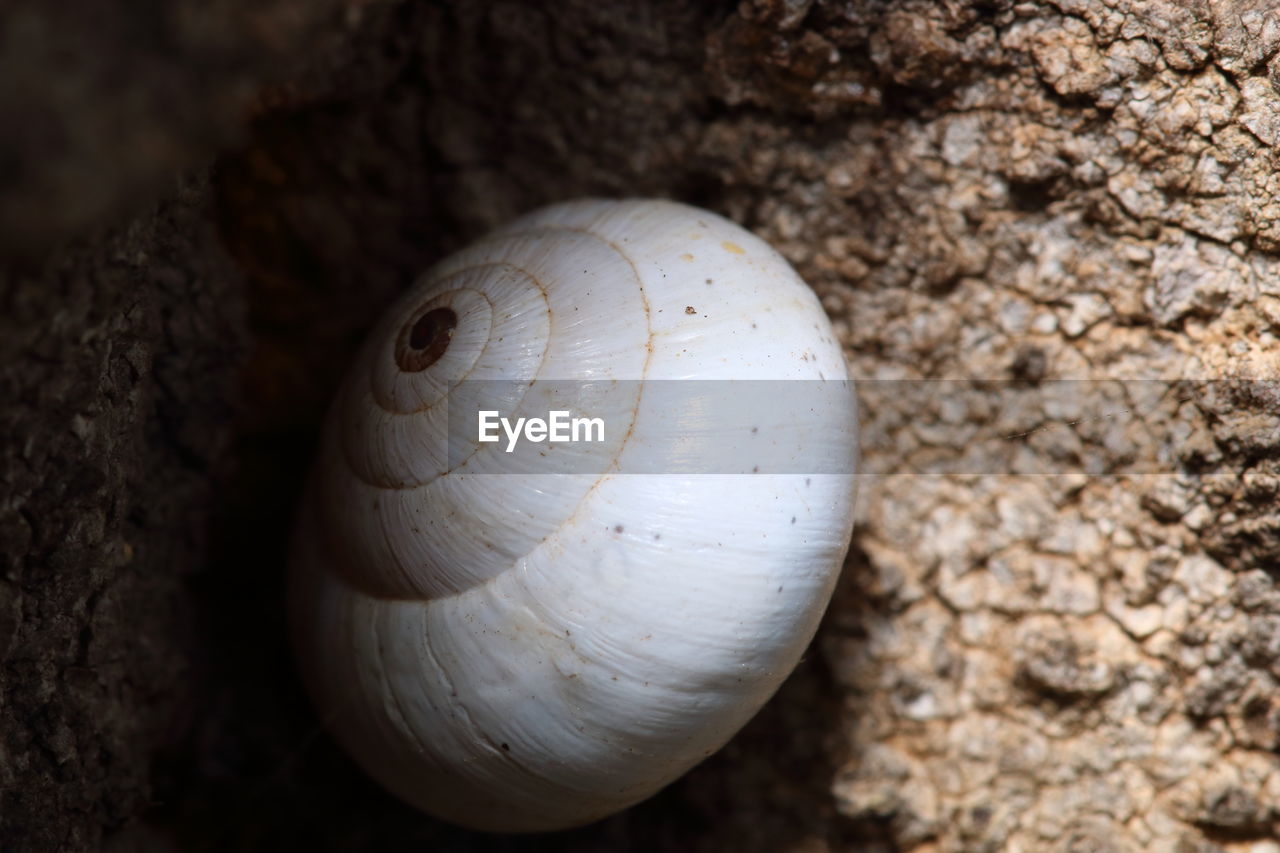 CLOSE-UP OF SNAIL ON LEAF