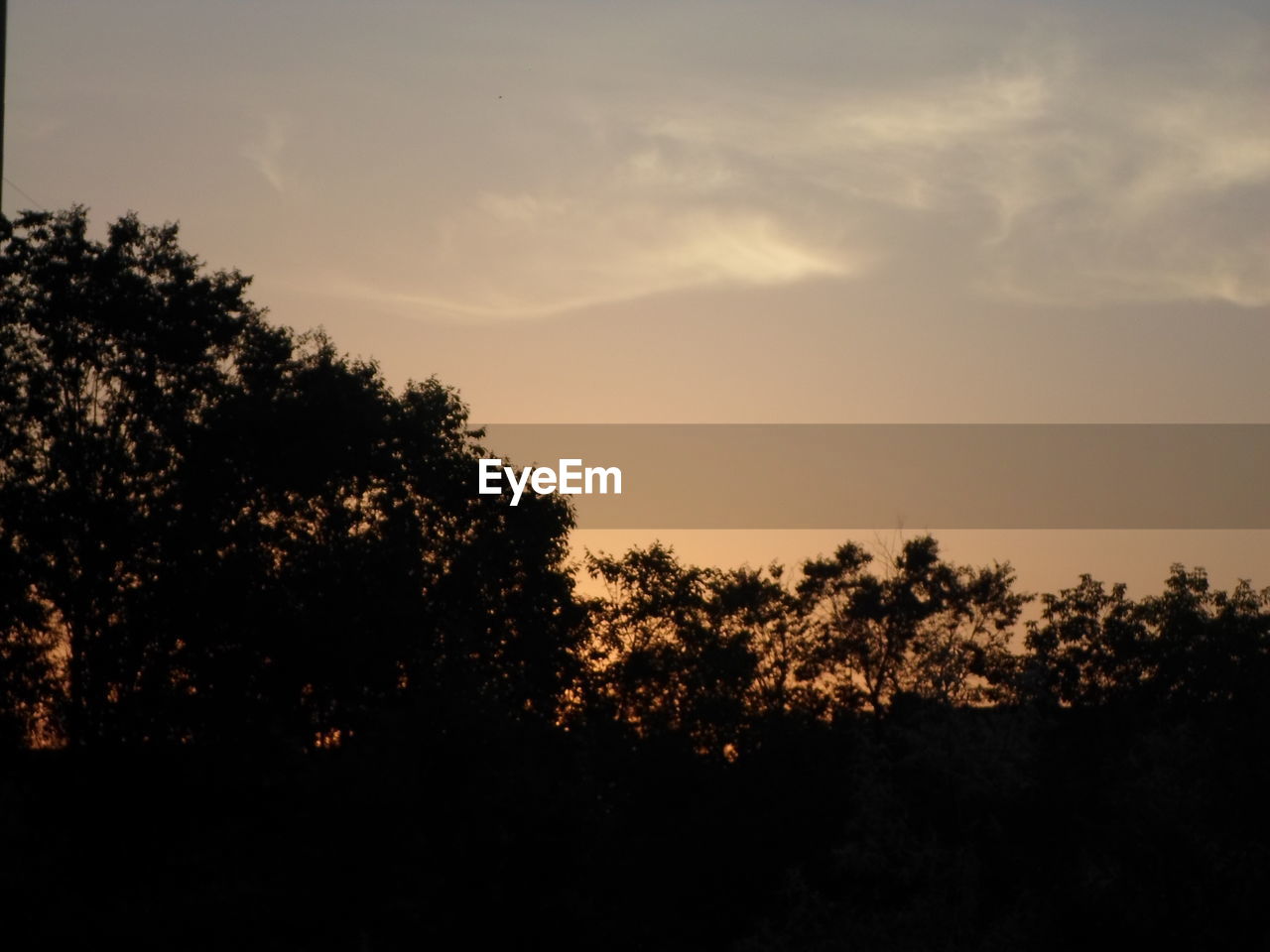 TREES AGAINST SKY DURING SUNSET