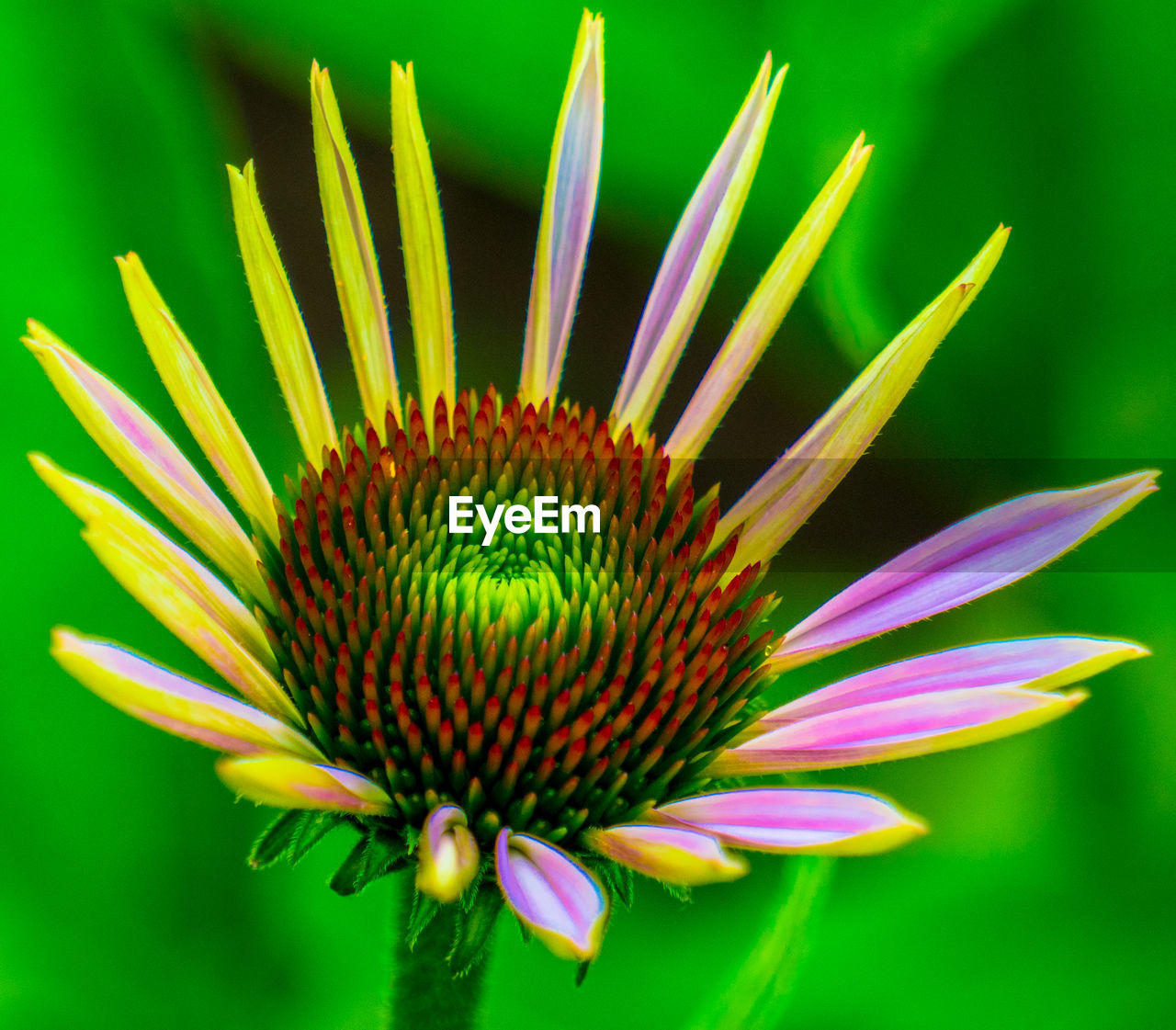 Close-up of eastern purple coneflower blooming outdoors