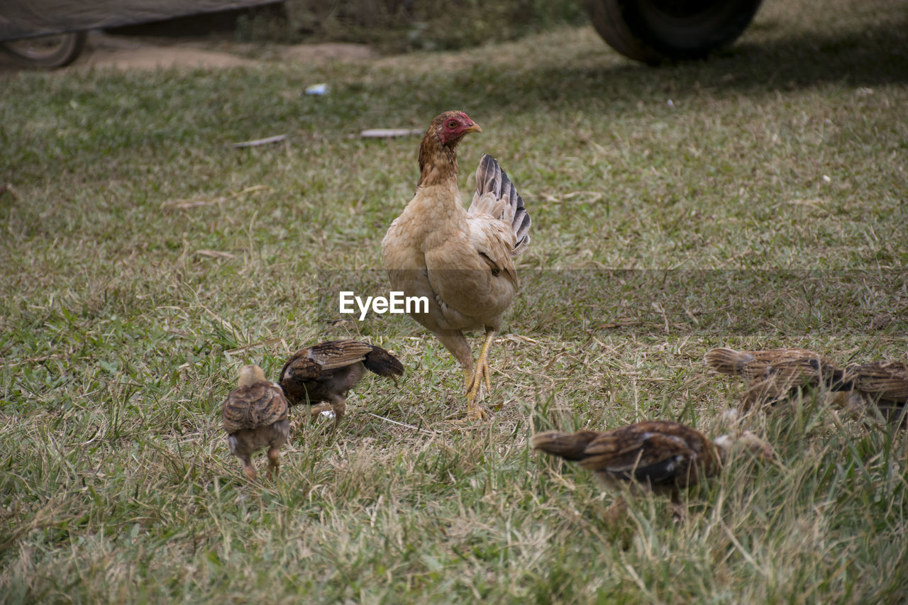 DUCKS ON FIELD