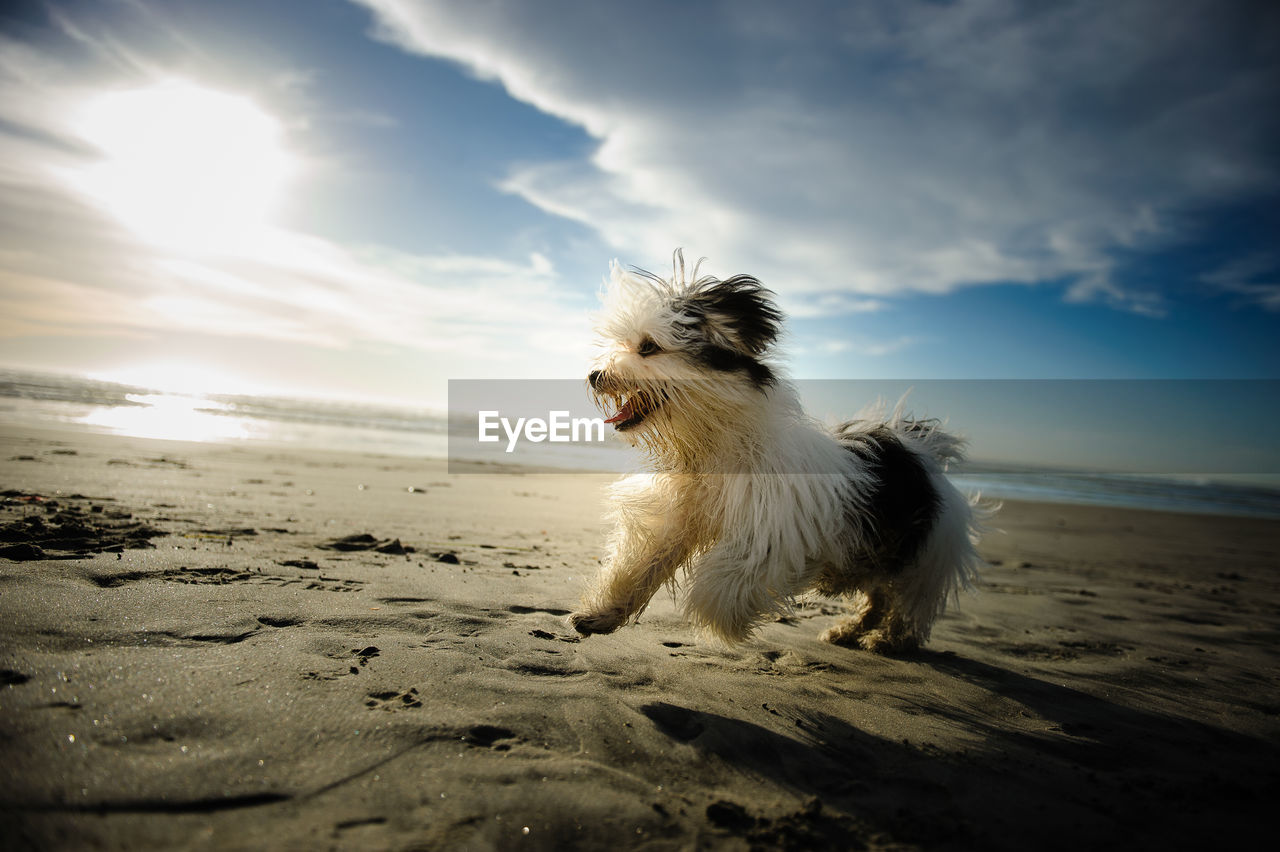 DOG ON SAND AT BEACH AGAINST SKY