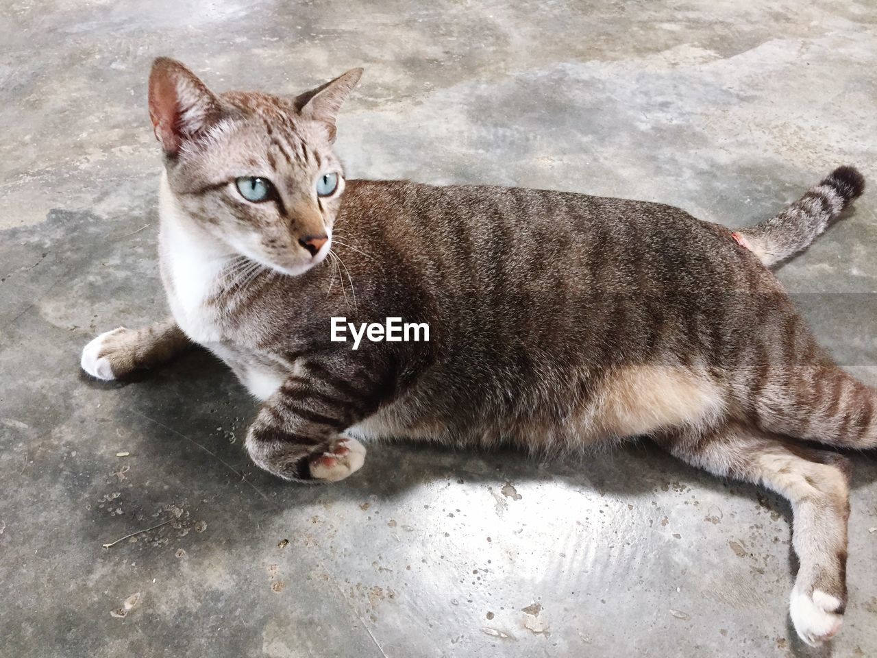 High angle view of stray cat lying down