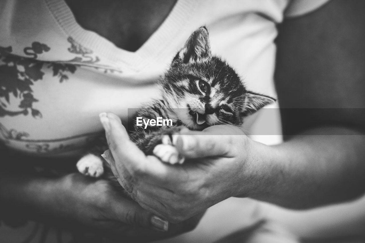 Midsection of woman holding kitten