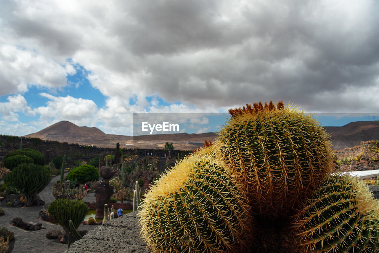 CACTUS PLANTS ON FIELD AGAINST SKY