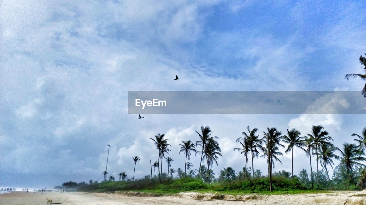 VIEW OF BIRDS FLYING OVER LAND