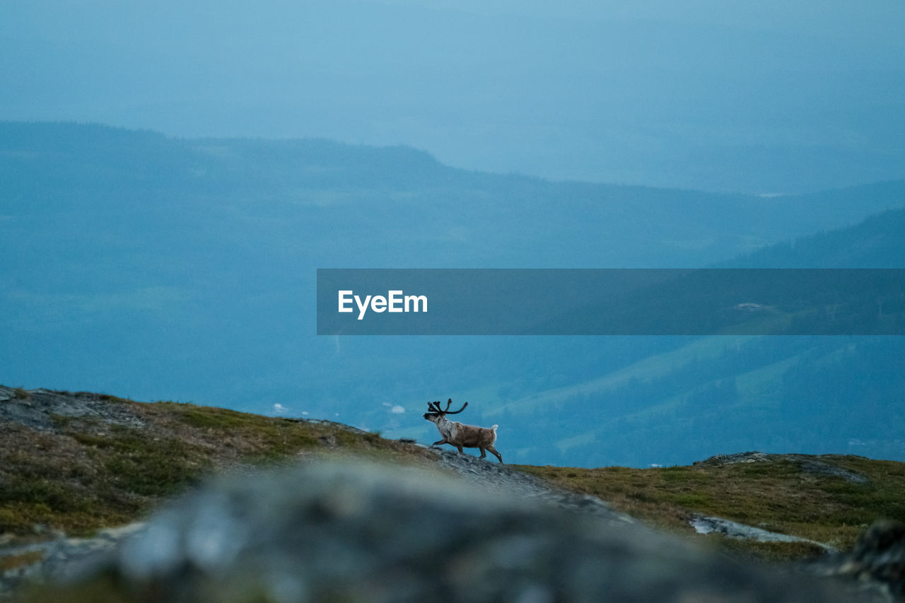 Scenic view of reindeer on mountain range against sky