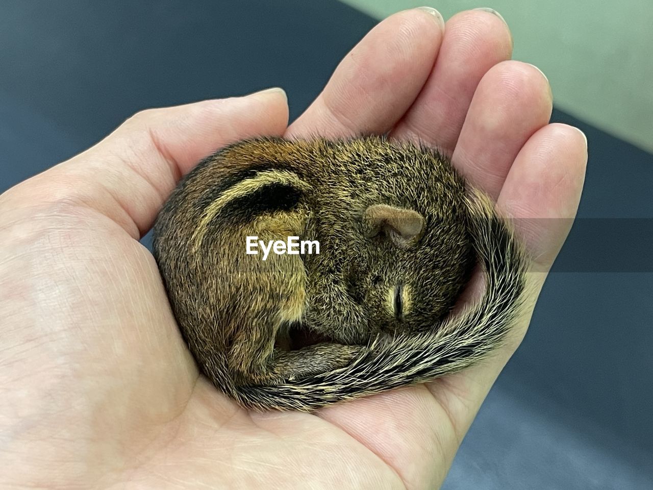 CLOSE-UP OF HUMAN HAND HOLDING PEACOCK