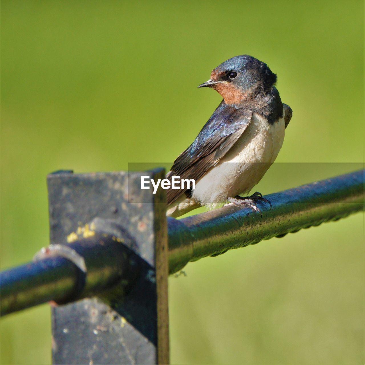 CLOSE-UP OF BIRD PERCHING ON FENCE