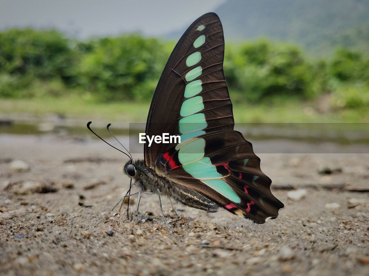 Close-up of butterfly on the ground