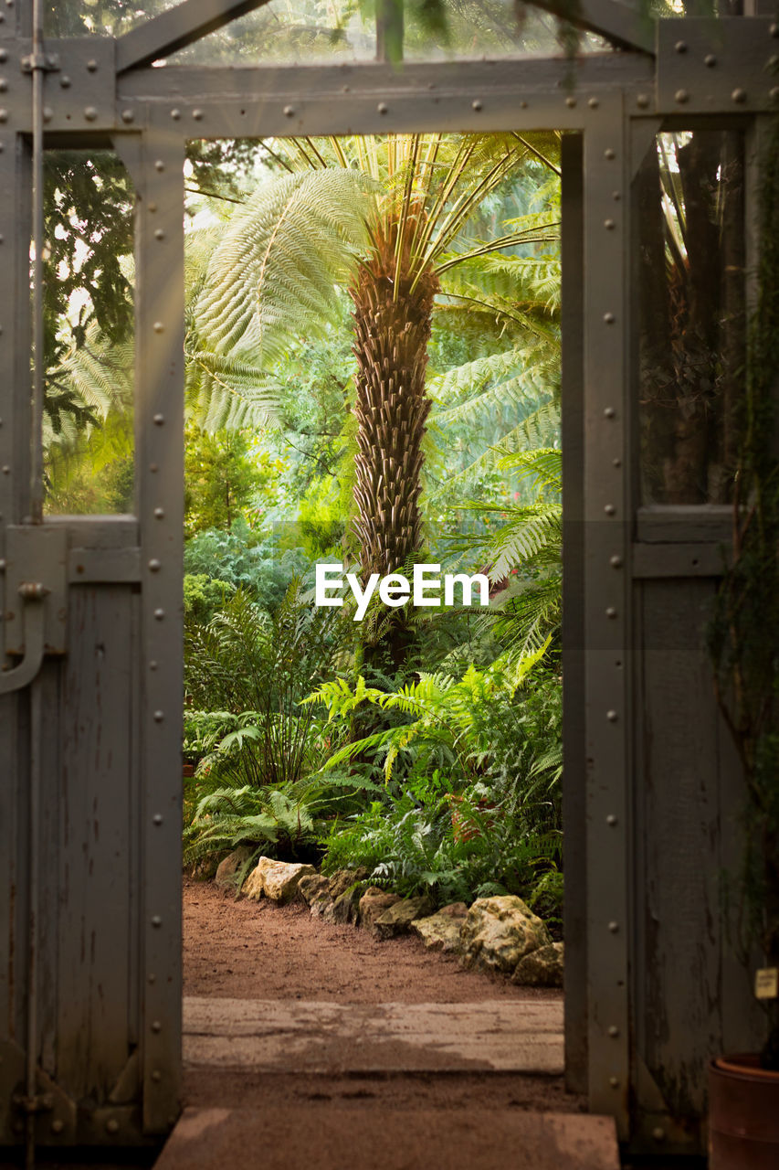 TREES AND PLANTS GROWING IN YARD SEEN THROUGH OPEN WINDOW