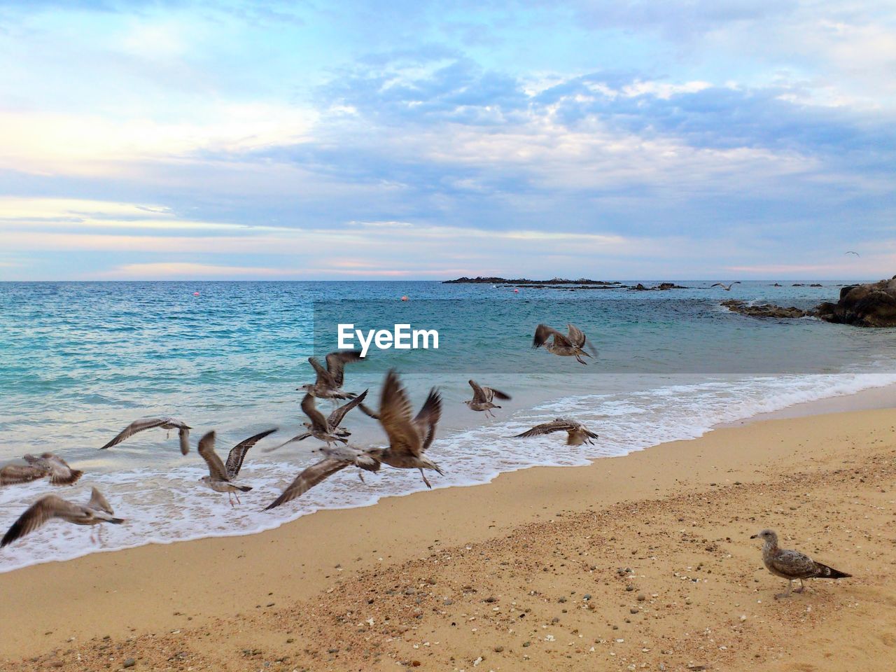 VIEW OF SEAGULLS ON BEACH