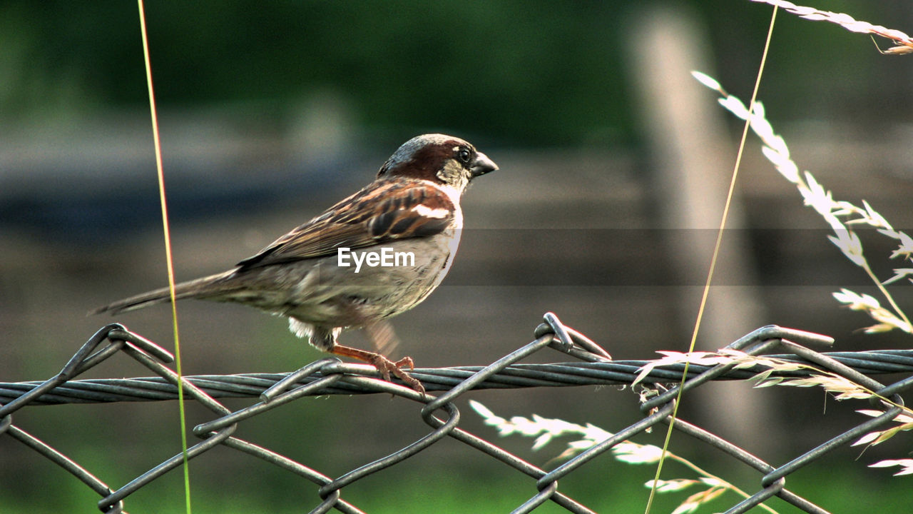 Close-up of bird perching on chainlink fence