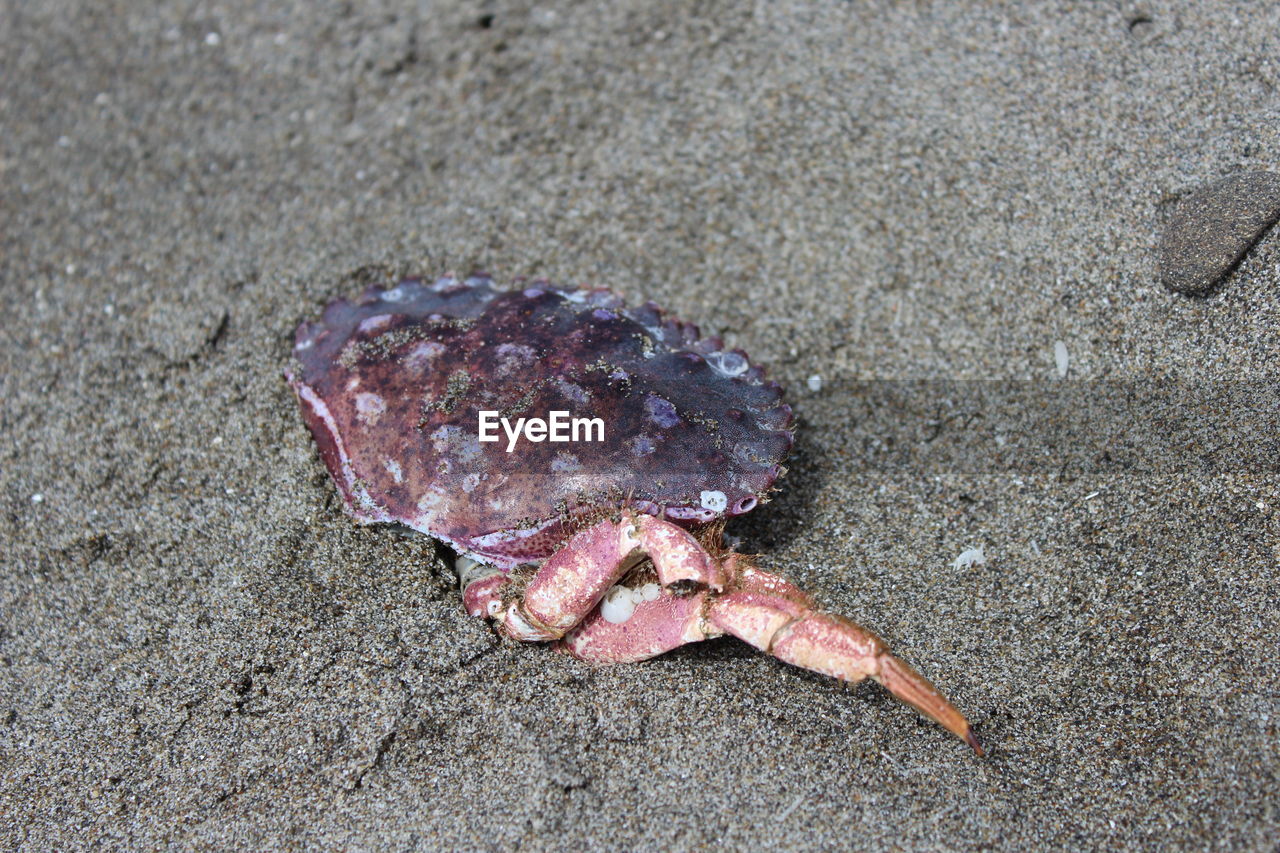 CLOSE-UP OF CRAB ON BEACH