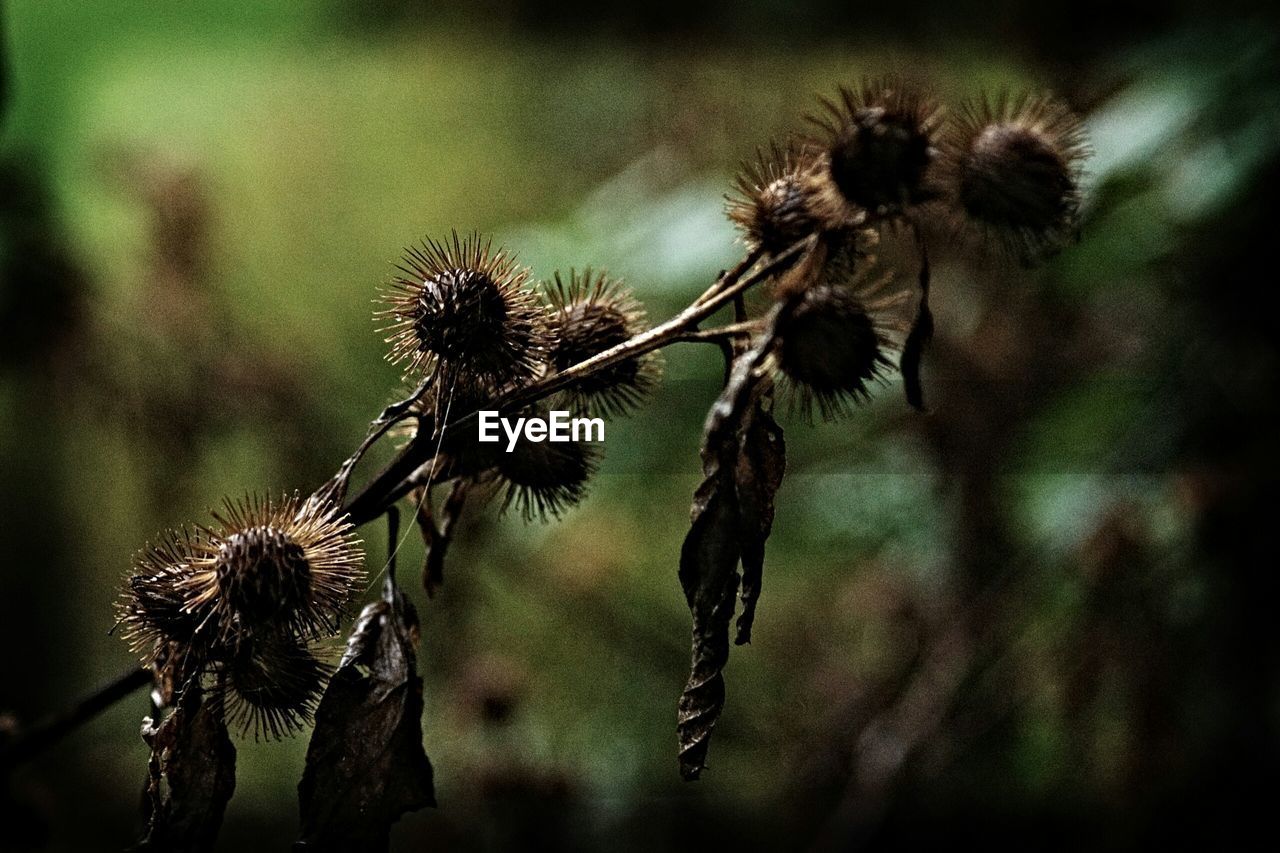 CLOSE-UP OF PLANTS AGAINST BLURRED BACKGROUND