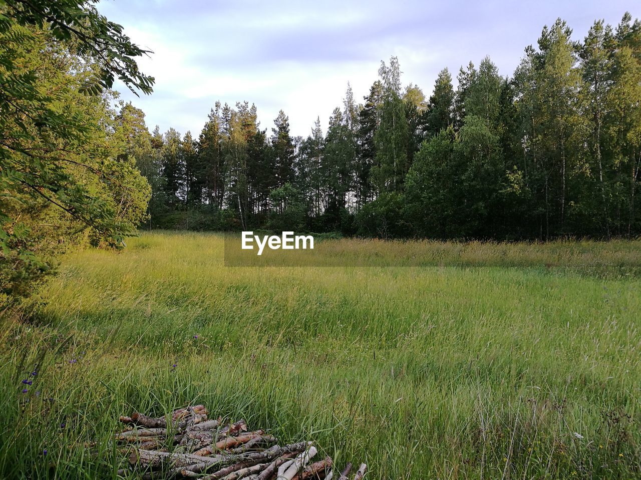 Trees on grassy field