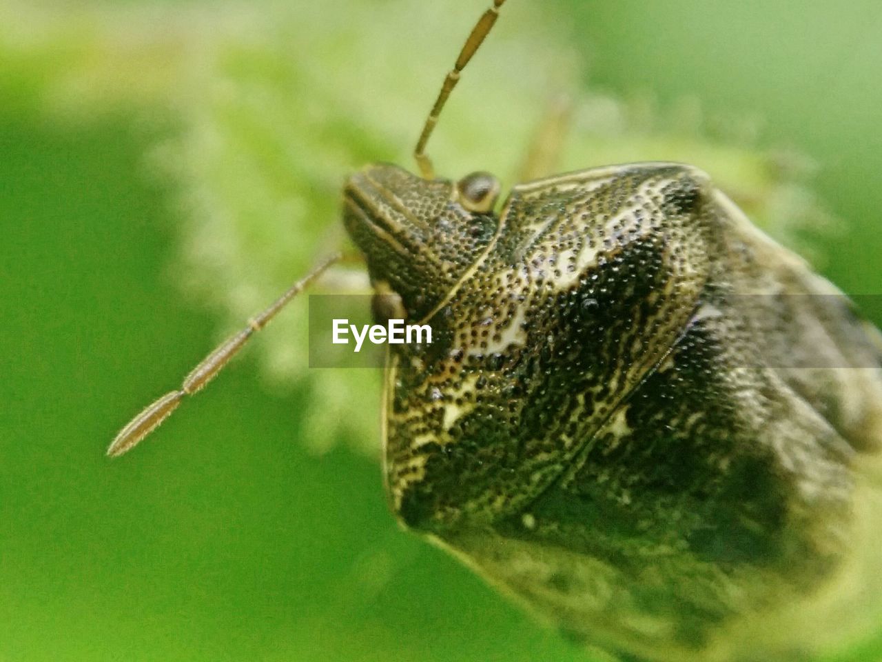 Extreme close-up of bug