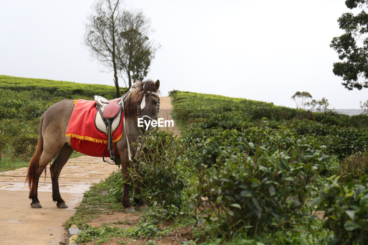 VIEW OF HORSE ON FIELD