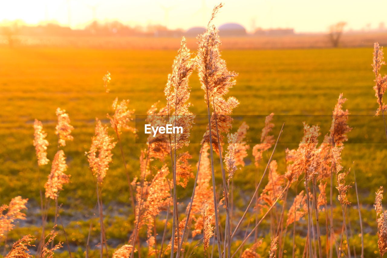 CLOSE-UP OF STALKS ON FIELD AGAINST SKY