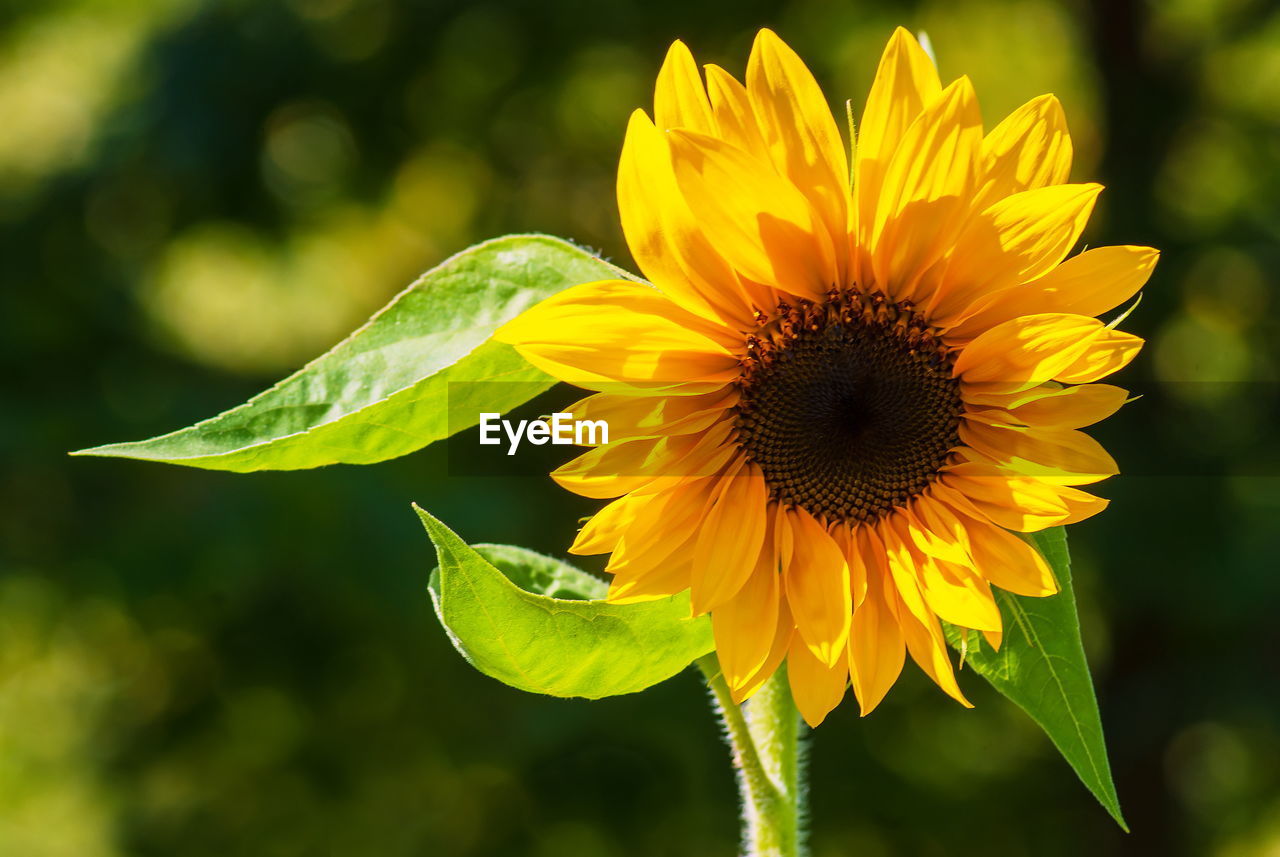 Close-up of sunflower on plant